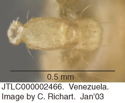 Crematogaster flavosensitiva specimen JTLC000002466 image jtlc000002466_1