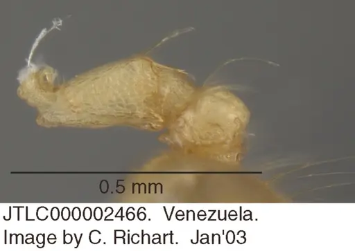 Crematogaster flavosensitiva specimen JTLC000002466 image jtlc000002466_2
