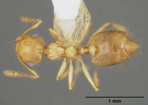 Crematogaster flavosensitiva specimen USNMENT00418366 image usnment00418366_1