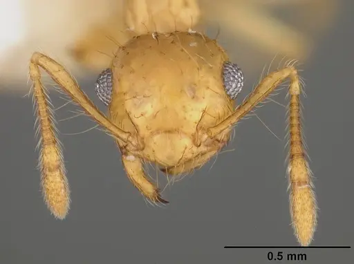 Crematogaster flavosensitiva specimen USNMENT00418366 image usnment00418366_2