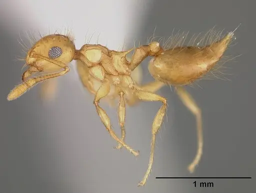 Crematogaster flavosensitiva specimen USNMENT00418366 image usnment00418366_3