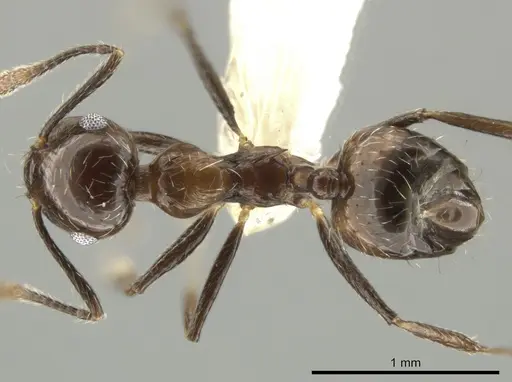 Crematogaster foliocrypta specimen CASENT0637847 image casent0637847_1