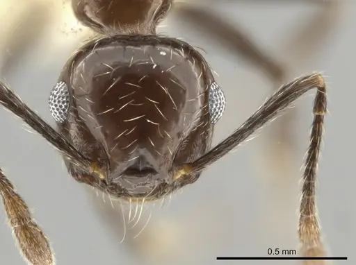 Crematogaster foliocrypta specimen CASENT0637847 image casent0637847_2