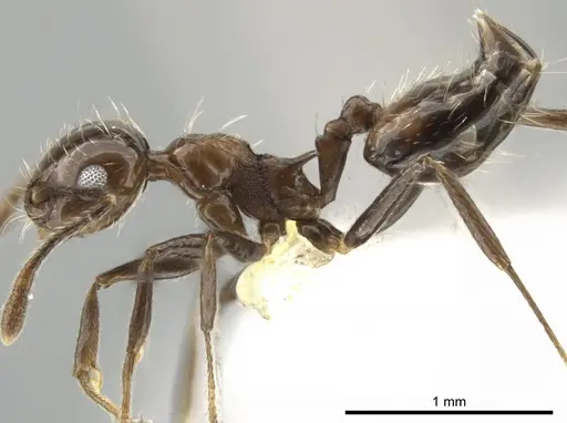 Crematogaster foliocrypta specimen CASENT0637847 image casent0637847_3
