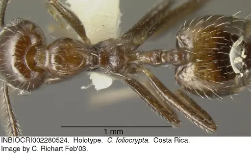Crematogaster foliocrypta specimen INBIOCRI002280524 image inbiocri002280524_1