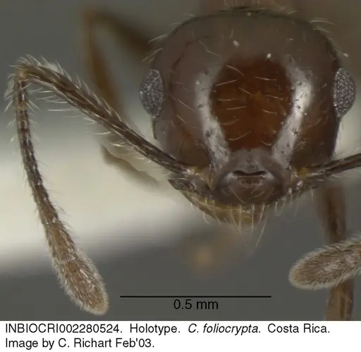 Crematogaster foliocrypta specimen INBIOCRI002280524 image inbiocri002280524_2