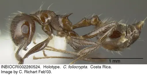 Crematogaster foliocrypta specimen INBIOCRI002280524 image inbiocri002280524_3