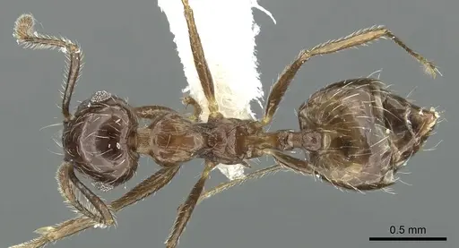 Crematogaster foliocrypta specimen JTLC000001387 image jtlc000001387_1