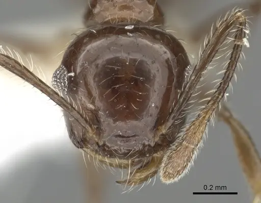 Crematogaster foliocrypta specimen JTLC000001387 image jtlc000001387_2