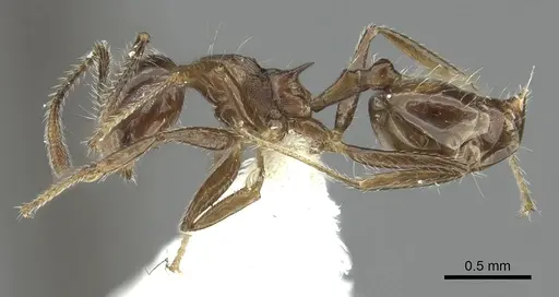 Crematogaster foliocrypta specimen JTLC000001387 image jtlc000001387_3
