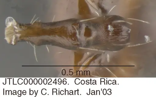 Crematogaster foliocrypta specimen JTLC000002496 image jtlc000002496_1