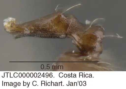 Crematogaster foliocrypta specimen JTLC000002496 image jtlc000002496_2