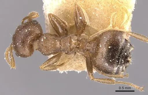 Crematogaster foraminiceps specimen CASENT0904515 image casent0904515_1