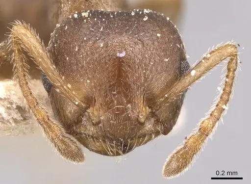 Crematogaster foraminiceps specimen CASENT0904515 image casent0904515_2