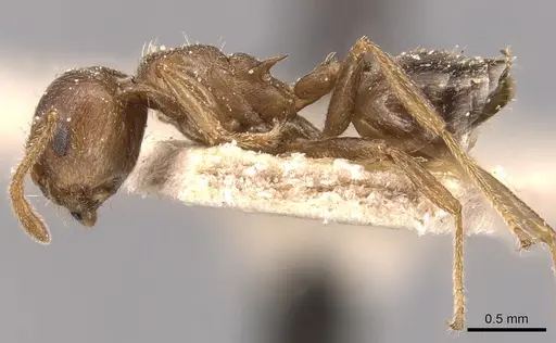 Crematogaster foraminiceps specimen CASENT0904515 image casent0904515_3