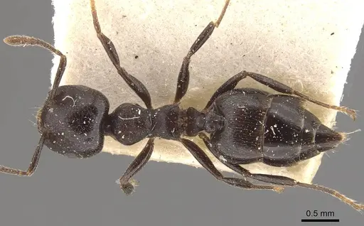 Crematogaster foraminiceps specimen CASENT0908526 image casent0908526_1