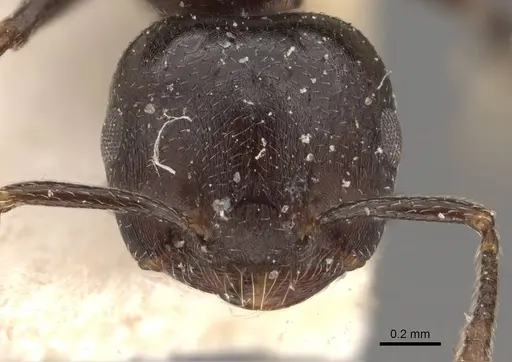 Crematogaster foraminiceps specimen CASENT0908526 image casent0908526_2