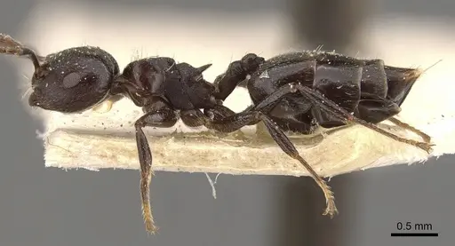 Crematogaster foraminiceps specimen CASENT0908526 image casent0908526_3