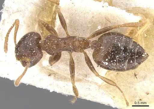 Crematogaster foraminiceps specimen CASENT0912669 image casent0912669_1