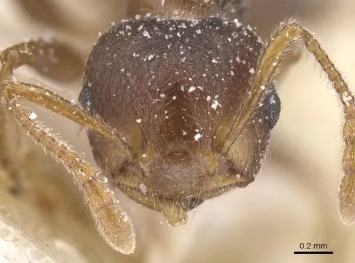 Crematogaster foraminiceps specimen CASENT0912669 image casent0912669_2