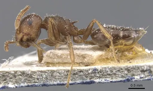 Crematogaster foraminiceps specimen CASENT0912669 image casent0912669_3
