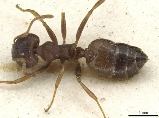 Crematogaster foraminiceps specimen CASENT0915371 image casent0915371_1