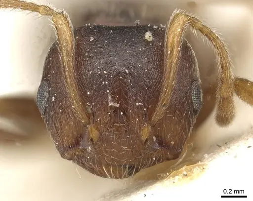 Crematogaster foraminiceps specimen CASENT0915371 image casent0915371_2