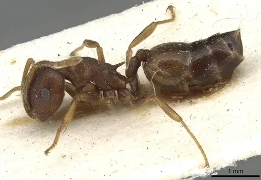 Crematogaster foraminiceps specimen CASENT0915371 image casent0915371_3