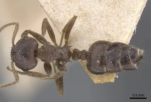 Crematogaster foraminiceps specimen CASENT0916982 image casent0916982_1
