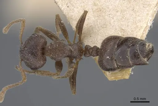 Crematogaster foraminiceps specimen CASENT0916982 image casent0916982_2