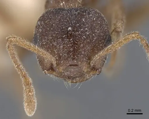 Crematogaster foraminiceps specimen CASENT0916982 image casent0916982_3