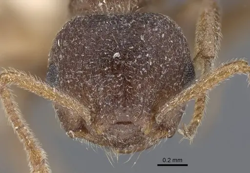 Crematogaster foraminiceps specimen CASENT0916982 image casent0916982_4