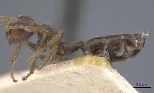 Crematogaster foraminiceps specimen CASENT0916982 image casent0916982_5