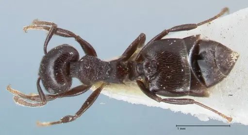 Crematogaster foraminiceps specimen FOCOL1491 image focol1491_1