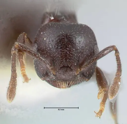Crematogaster foraminiceps specimen FOCOL1491 image focol1491_2