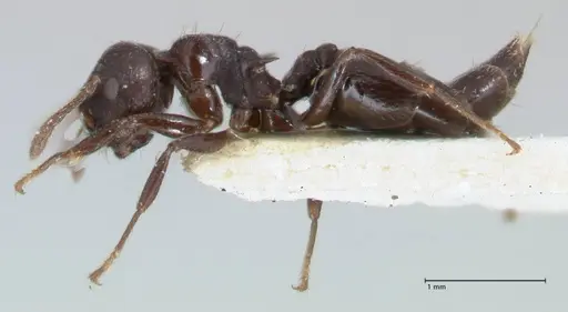 Crematogaster foraminiceps specimen FOCOL1491 image focol1491_3