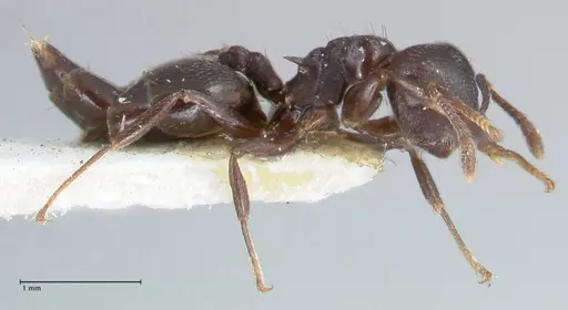 Crematogaster foraminiceps specimen FOCOL1491 image focol1491_4