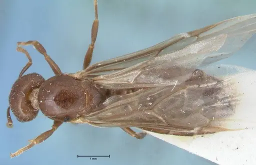 Crematogaster foraminiceps specimen FOCOL1492 image focol1492_1