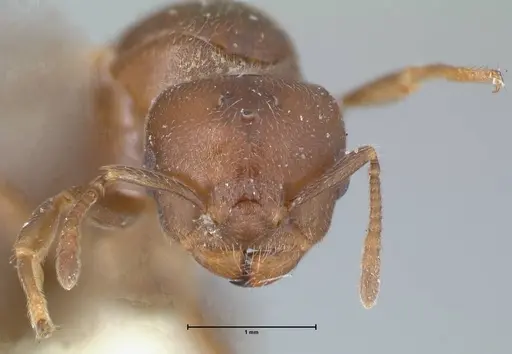 Crematogaster foraminiceps specimen FOCOL1492 image focol1492_2