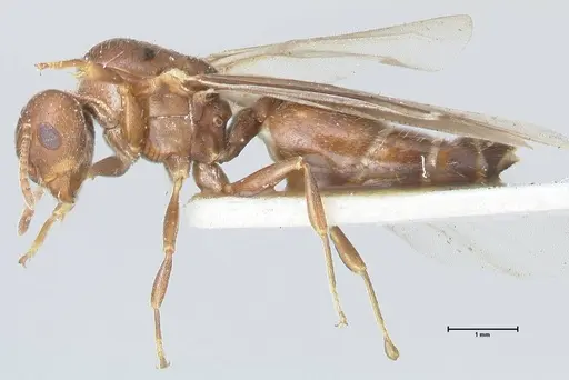 Crematogaster foraminiceps specimen FOCOL1492 image focol1492_3