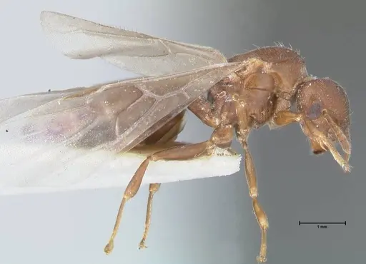 Crematogaster foraminiceps specimen FOCOL1492 image focol1492_4