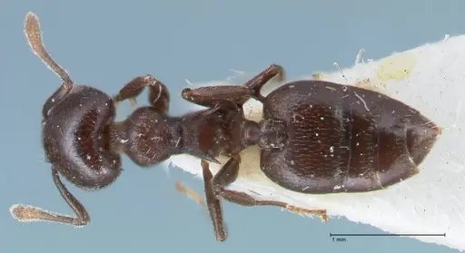 Crematogaster foraminiceps specimen FOCOL1493 image focol1493_1