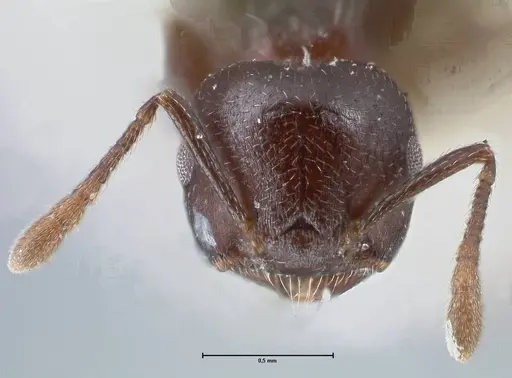 Crematogaster foraminiceps specimen FOCOL1493 image focol1493_2