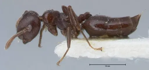 Crematogaster foraminiceps specimen FOCOL1493 image focol1493_3