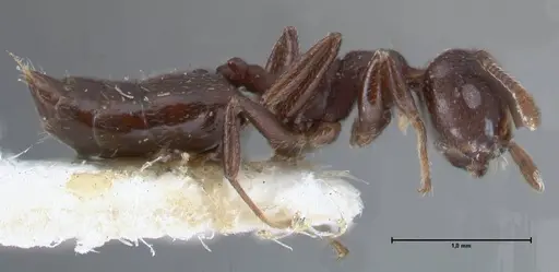 Crematogaster foraminiceps specimen FOCOL1493 image focol1493_4