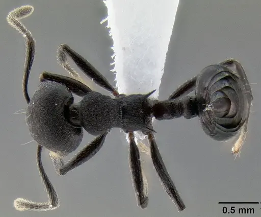 Crematogaster formosa specimen CASENT0193615 image casent0193615_1