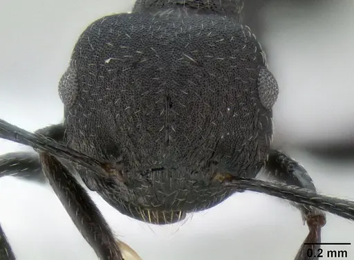 Crematogaster formosa specimen CASENT0193615 image casent0193615_2
