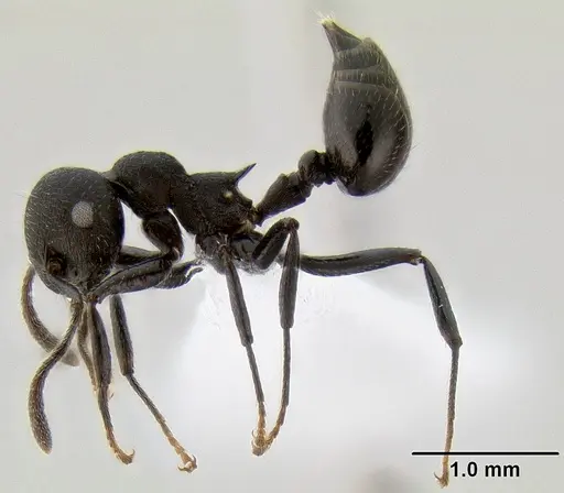 Crematogaster formosa specimen CASENT0193615 image casent0193615_3