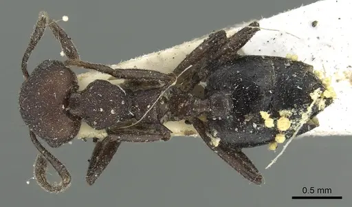 Crematogaster formosa specimen CASENT0902153 image casent0902153_1
