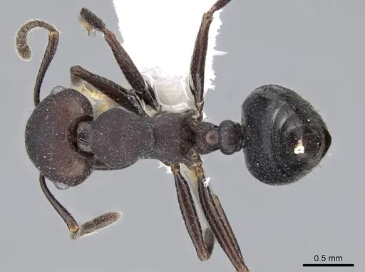Crematogaster formosa specimen CASENT0914567 image casent0914567_1